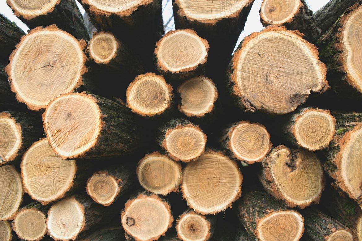 Dolgoživost in lepota lesa v vašem bivalnem prostoru