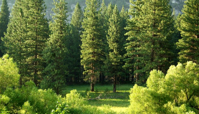 Naravne lepote in skrb za zdrav gozd