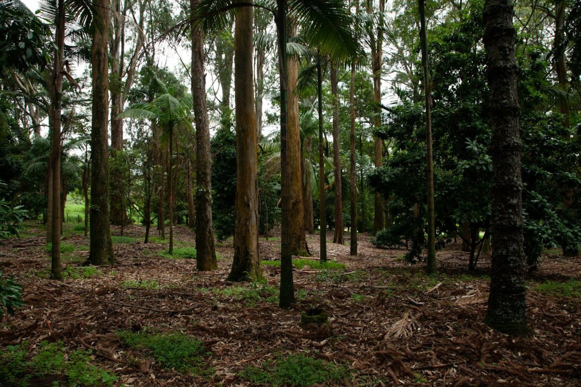 Načrtovanje popolnega zunanjega prostora za druženje in igro