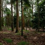 Načrtovanje popolnega zunanjega prostora za druženje in igro