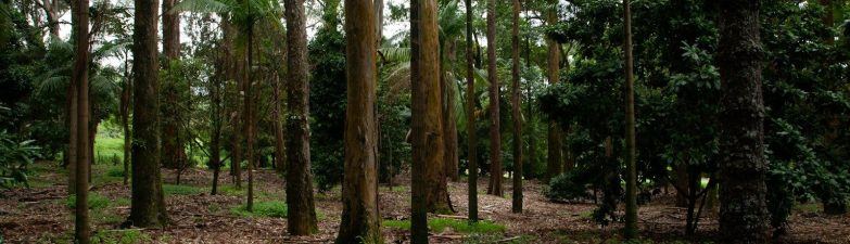 Načrtovanje popolnega zunanjega prostora za druženje in igro