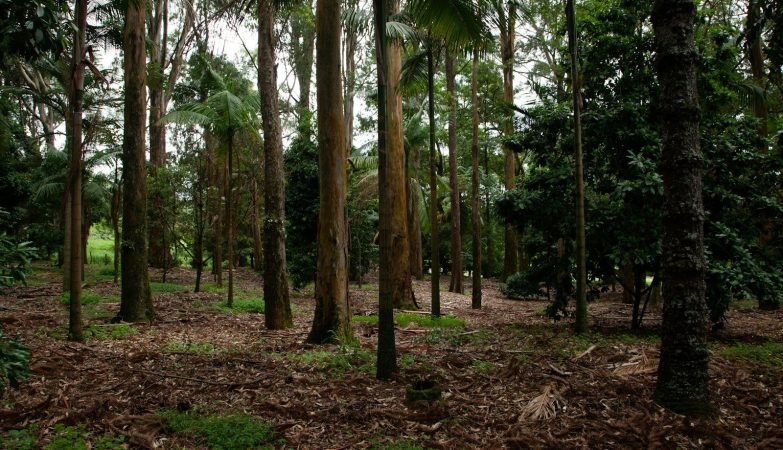 Načrtovanje popolnega zunanjega prostora za druženje in igro