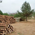 Trajnostno upravljanje gozdov za prihodnje generacije