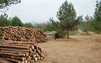 Trajnostno upravljanje gozdov za prihodnje generacije
