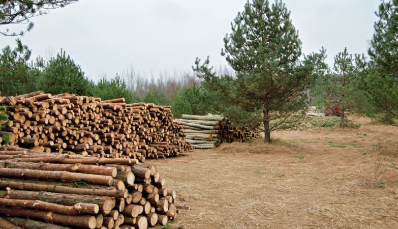 Trajnostno upravljanje gozdov za prihodnje generacije